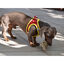 Nayeco X-TRM Neo Rojo arnés para perros, , large indicador imagen numero 2